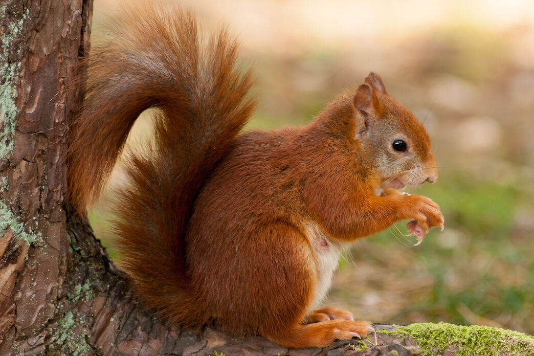 Red Squirrel Conservation Cumbria Wildlife Trust red-squirrel-conservation-cumbria-wildlife-trust